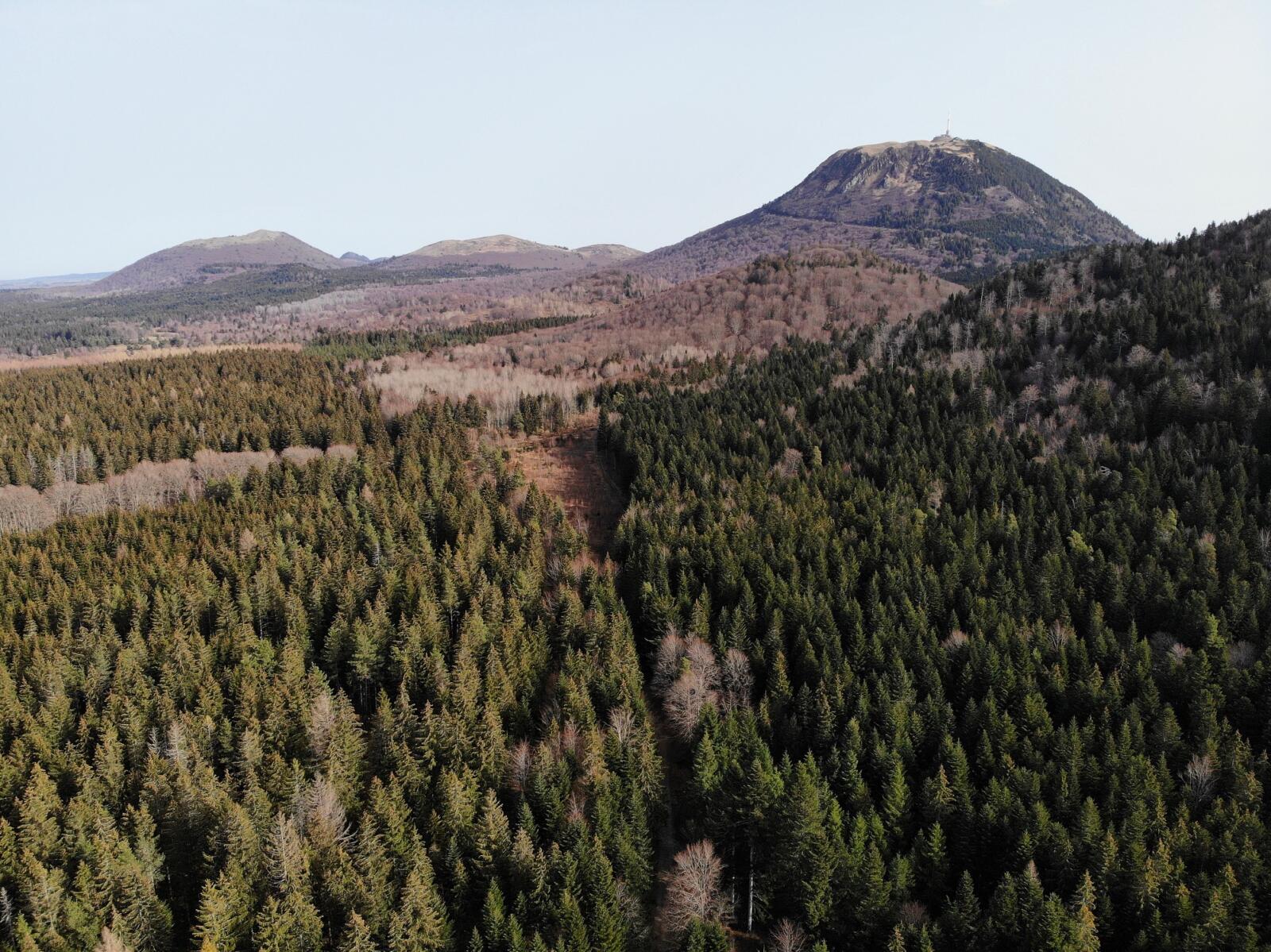 Une gestion vertueuse des forêts pour capter efficacement le CO2