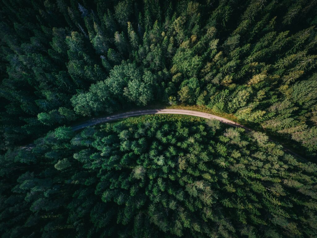 Image d'une forêt vue du dessus