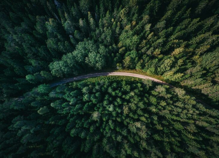 Une gestion vertueuse des forêts pour capter efficacement le CO2