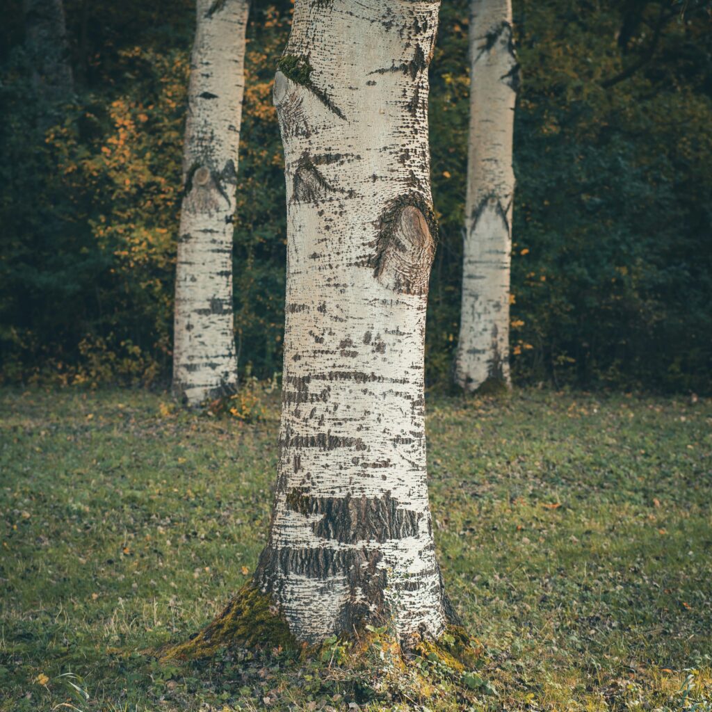 Image d'un arbre pour illustrer propos