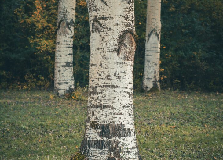 Le Bocage Français : une mosaïque naturelle reconsidérée