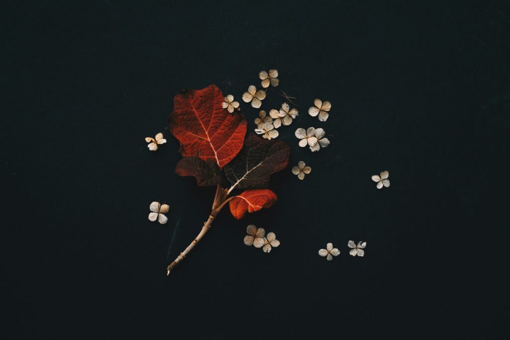 Photo d'une feuille rouge avec des pétales blanches à côté