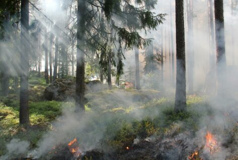 Incendies : comment les projets de compensation carbone résistent aux flammes ?