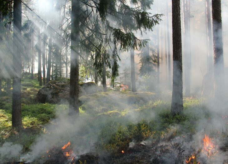 Incendies : comment les projets de compensation carbone résistent aux flammes ?￼