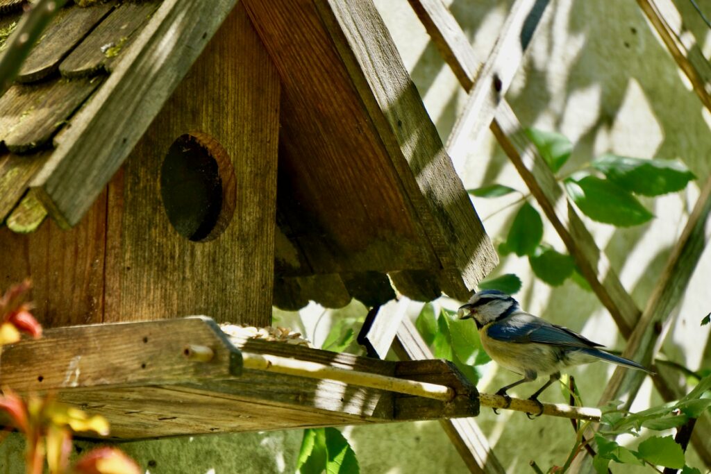 Nichoir avec un oiseau qui mange une petite graine. 