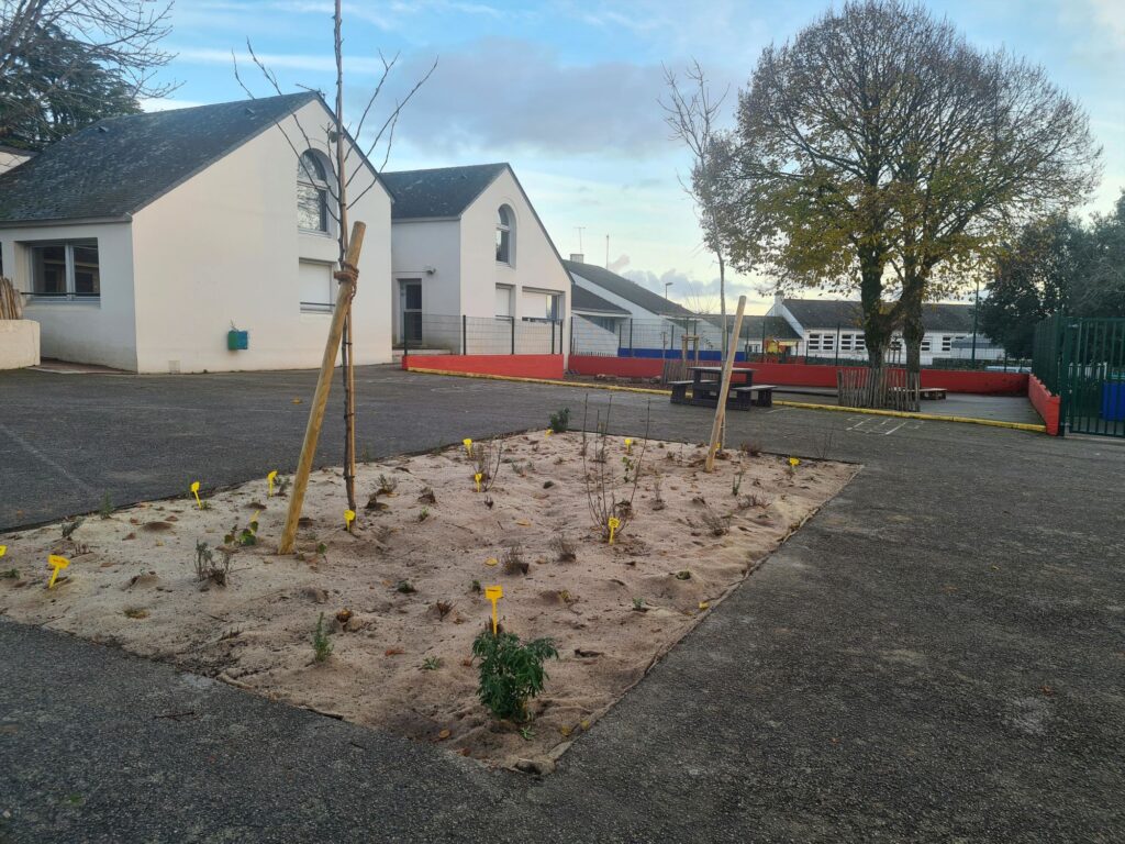 Le jardin de pluie au milieu de la cour de l'école Les Corallines